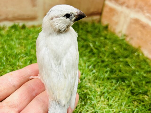 この輝きが魅力的💫💫💫 シルバー文鳥 シルバー文鳥