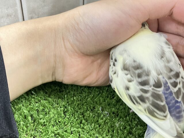 【最新画像更新☆☆】ピョコピョコ❕伝説のかくれんぼMASTER🏘️🫣セキセイインコ(4色ハルクインバイオレット/2026年2月中~下旬生まれ) セキセイインコ