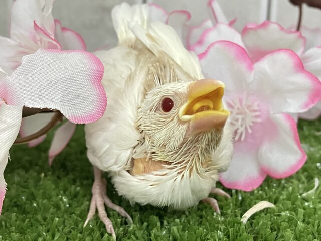 ✨最新画像✨炸裂びびび❕Milky光線🍓☕💭アルビノ文鳥(2026年2月下旬生まれ) アルビノ文鳥