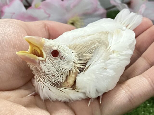 ✨最新画像✨炸裂びびび❕Milky光線🍓☕💭アルビノ文鳥(2026年2月下旬生まれ) アルビノ文鳥