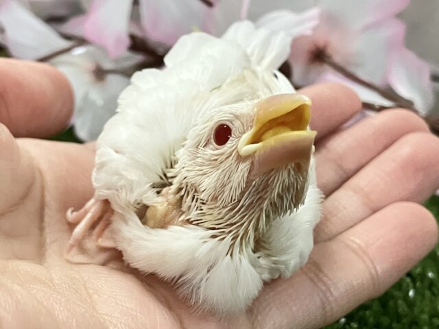 ✨最新画像✨炸裂びびび❕Milky光線🍓☕💭アルビノ文鳥(2026年2月下旬生まれ) アルビノ文鳥