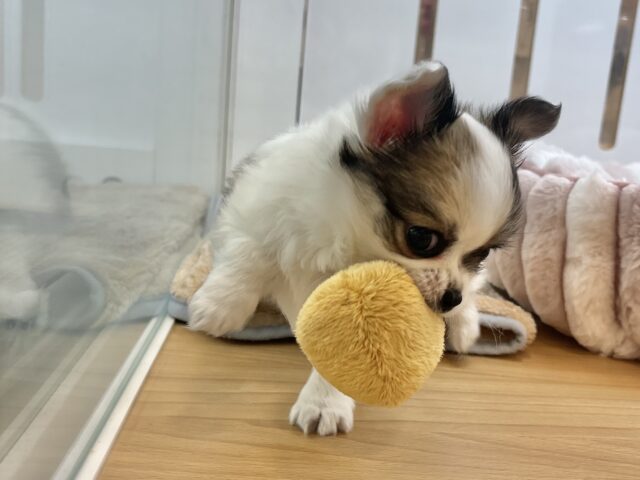チワワ