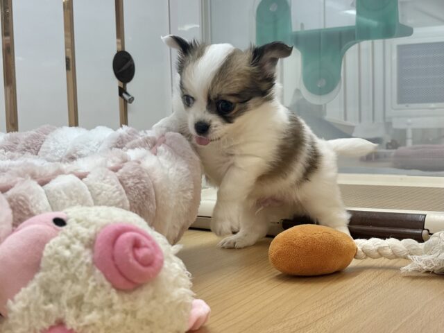 チワワ