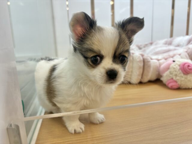チワワ
