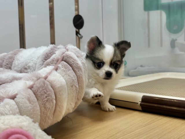 チワワ