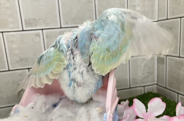 お空ポッカポーカ☀️️🩵小型のParrot〜😎セキセイインコ(パステルレインボー/2026年2月下旬生まれ) セキセイインコ