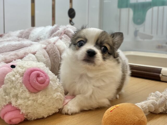 チワワ