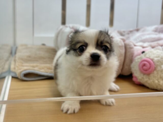チワワ