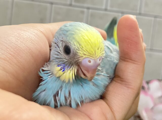 お空ポッカポーカ☀️️🩵小型のParrot〜😎セキセイインコ(パステルレインボー/2026年2月下旬生まれ) セキセイインコ