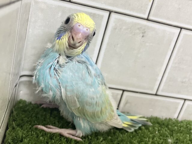 お空ポッカポーカ☀️️🩵小型のParrot〜😎セキセイインコ(パステルレインボー/2026年2月下旬生まれ) セキセイインコ