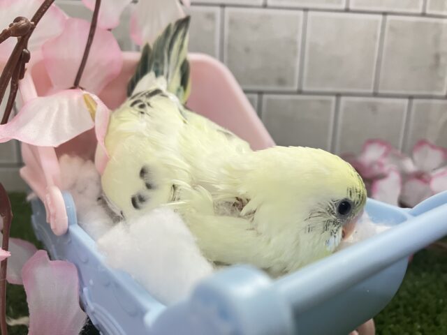 プカプカ隠し味!🍨⋆*深海ブルーハワイ🐬🌊セキセイインコ(クリームハルクイン/2026年2月下旬) セキセイインコ