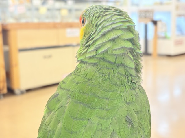 【動画更新🪄】二面性のある魅力的な男子🦜🪇キホオボウシインコ(男の子) キホオボウシインコ
