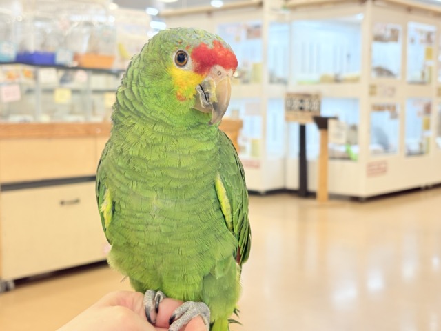 【動画更新🪄】二面性のある魅力的な男子🦜🪇キホオボウシインコ(男の子) キホオボウシインコ