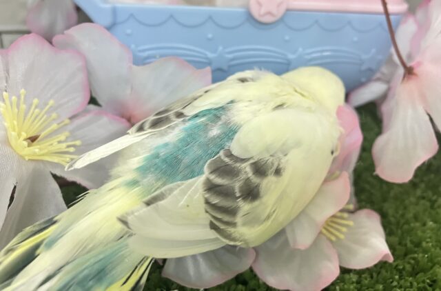 プカプカ隠し味!🍨⋆*深海ブルーハワイ🐬🌊セキセイインコ(クリームハルクイン/2026年2月下旬) セキセイインコ