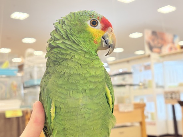 【動画更新🪄】二面性のある魅力的な男子🦜🪇キホオボウシインコ(男の子) キホオボウシインコ