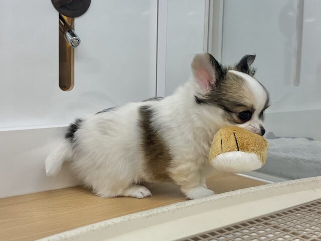 チワワ
