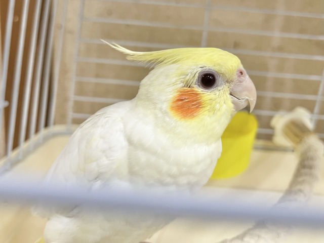 【🆙最新画像あり‼️】お膝の上が落ち着く〜☺️💓 オカメインコ(ルチノー) オカメインコ