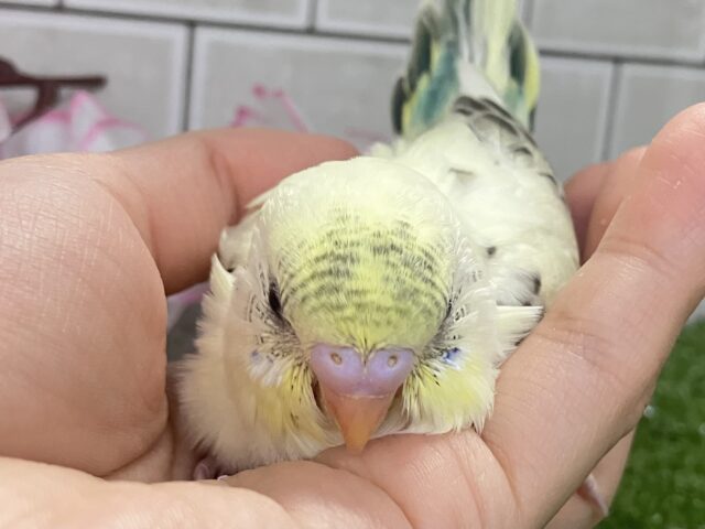 プカプカ隠し味!🍨⋆*深海ブルーハワイ🐬🌊セキセイインコ(クリームハルクイン/2026年2月下旬) セキセイインコ