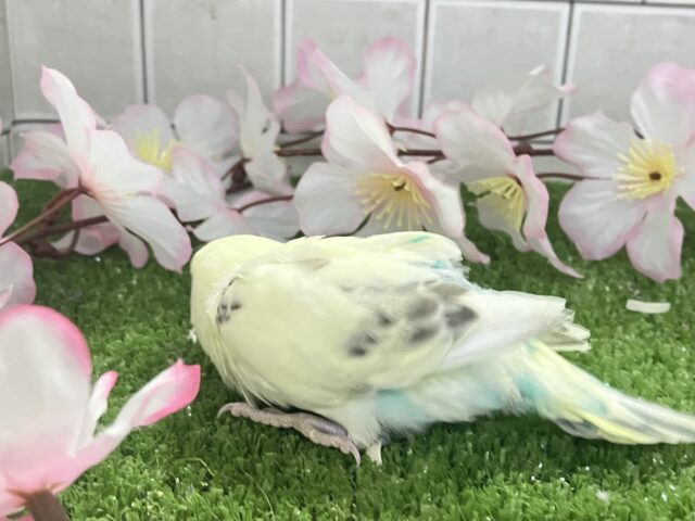 プカプカ隠し味!🍨⋆*深海ブルーハワイ🐬🌊セキセイインコ(クリームハルクイン/2026年2月下旬) セキセイインコ