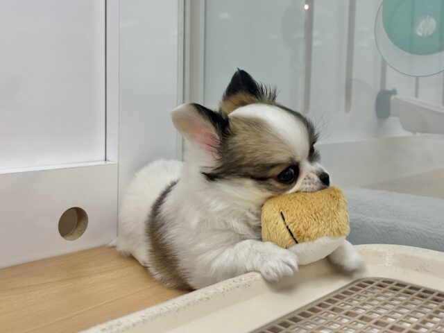 チワワ