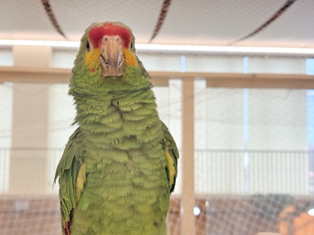 【動画更新🪄】二面性のある魅力的な男子🦜🪇キホオボウシインコ(男の子) キホオボウシインコ