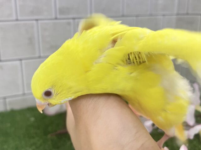 ✨最新画像✨晴れた日はお花見日和☀ セキセイインコ セキセイインコ