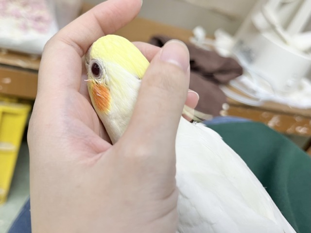 【🆙最新画像あり‼️】お膝の上が落ち着く〜☺️💓 オカメインコ(ルチノー) オカメインコ