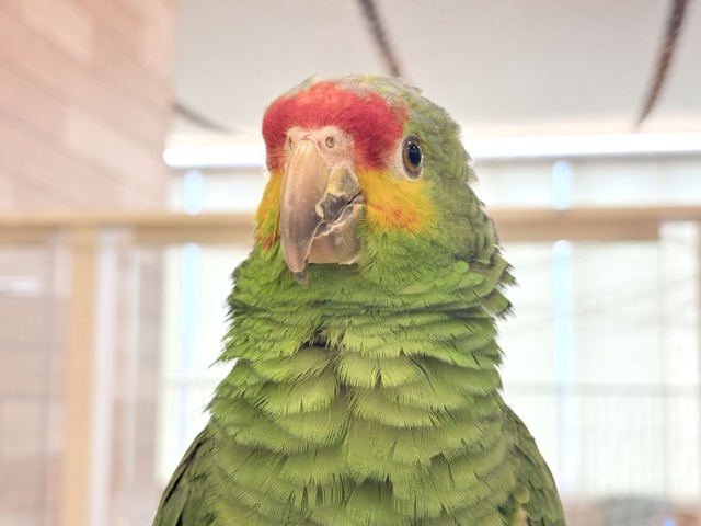 【動画更新🪄】二面性のある魅力的な男子🦜🪇キホオボウシインコ(男の子) キホオボウシインコ