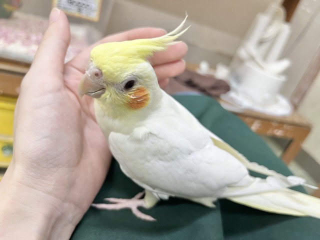 【🆙最新画像あり‼️】お膝の上が落ち着く〜☺️💓 オカメインコ(ルチノー) オカメインコ