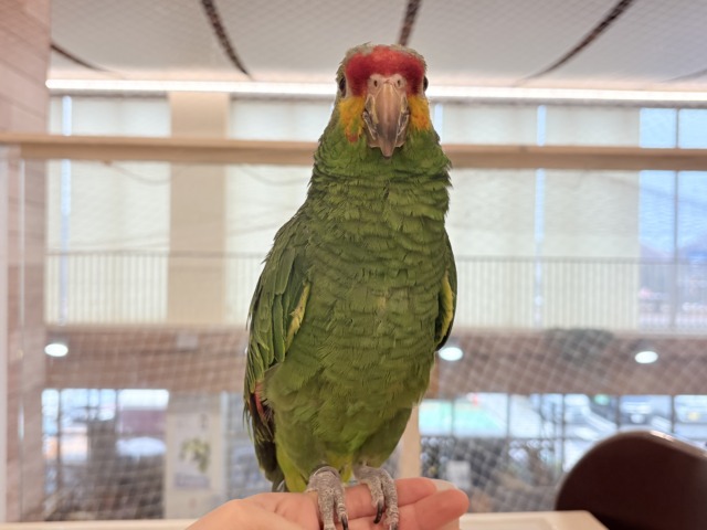 【動画更新🪄】二面性のある魅力的な男子🦜🪇キホオボウシインコ(男の子) キホオボウシインコ