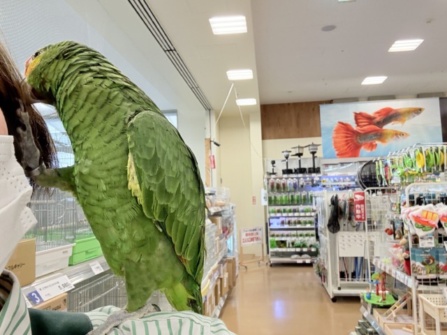 【動画更新🪄】二面性のある魅力的な男子🦜🪇キホオボウシインコ(男の子) キホオボウシインコ