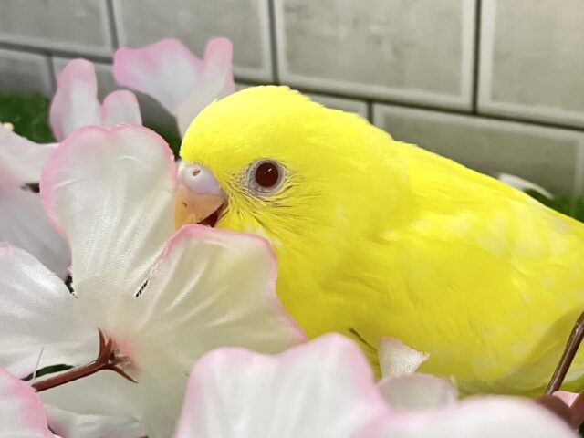 ✨最新画像✨晴れた日はお花見日和☀ セキセイインコ セキセイインコ