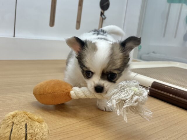 チワワ