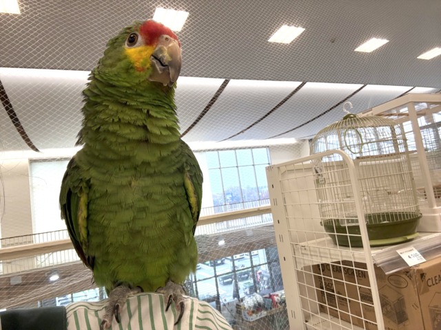 【動画更新🪄】二面性のある魅力的な男子🦜🪇キホオボウシインコ(男の子) キホオボウシインコ