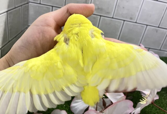✨最新画像✨晴れた日はお花見日和☀ セキセイインコ セキセイインコ