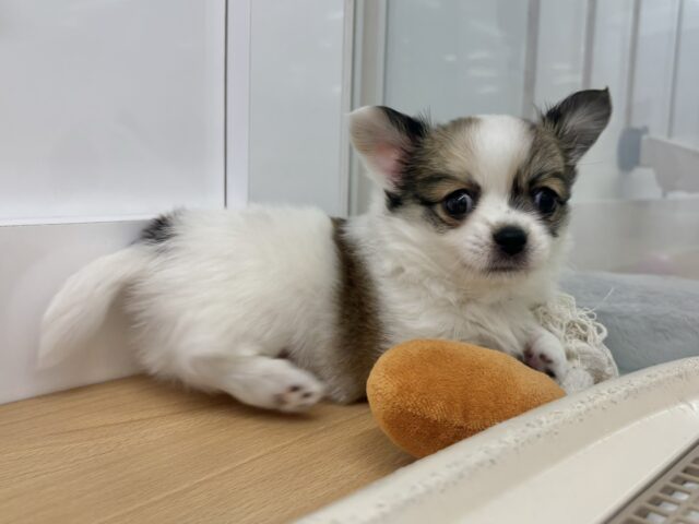 チワワ