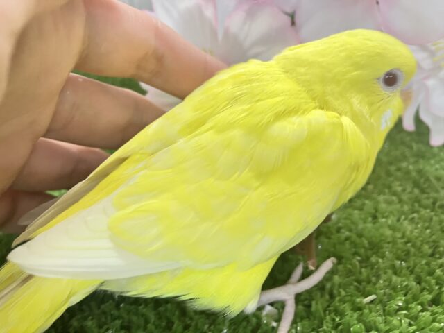 ✨最新画像✨晴れた日はお花見日和☀ セキセイインコ セキセイインコ