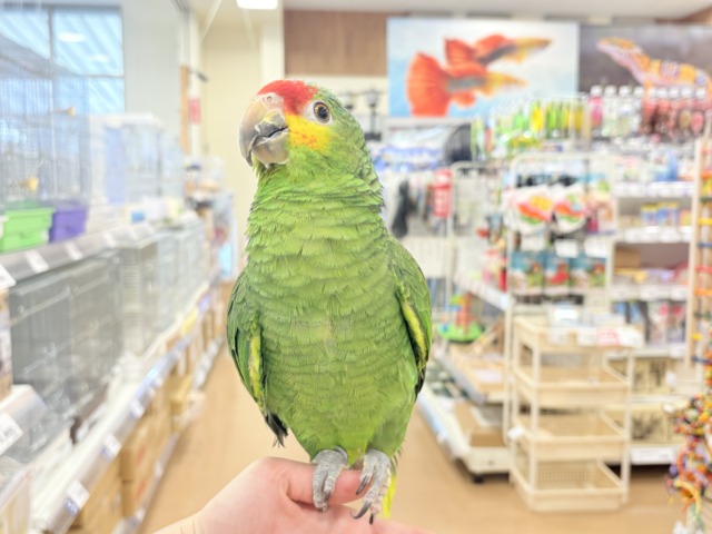 【動画更新🪄】二面性のある魅力的な男子🦜🪇キホオボウシインコ(男の子) キホオボウシインコ