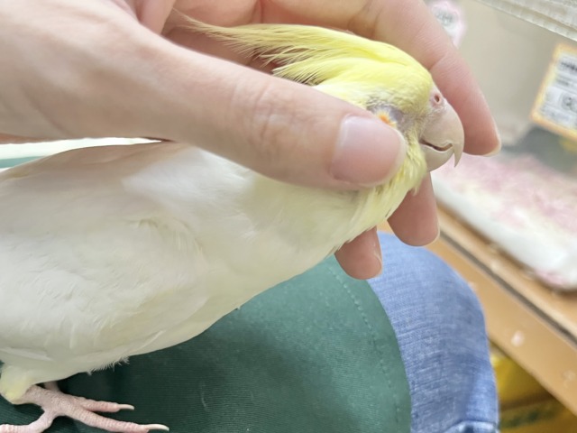 【🆙最新画像あり‼️】お膝の上が落ち着く〜☺️💓 オカメインコ(ルチノー) オカメインコ
