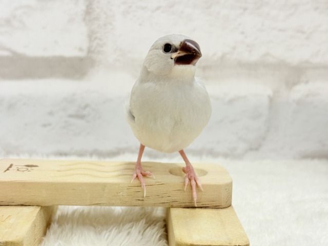 シルバー文鳥