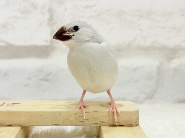 シルバー文鳥