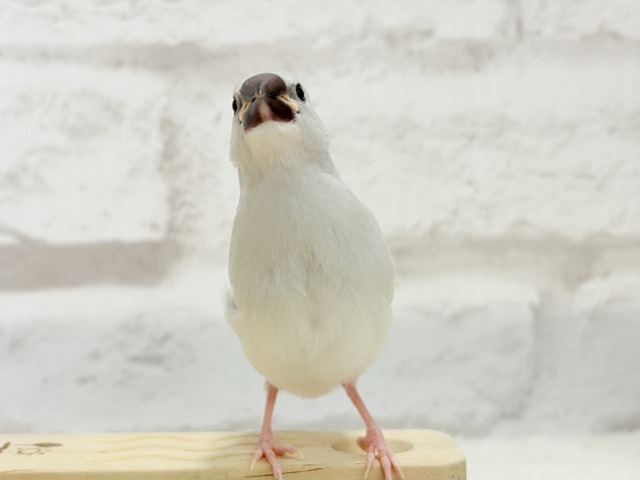 【最新画像更新🪄】食欲に勝るものは無し!!!シルバー文鳥 ヒナ シルバー文鳥