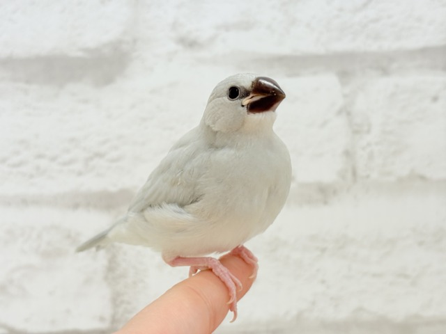 【最新画像更新🪄】食欲に勝るものは無し!!!シルバー文鳥 ヒナ シルバー文鳥