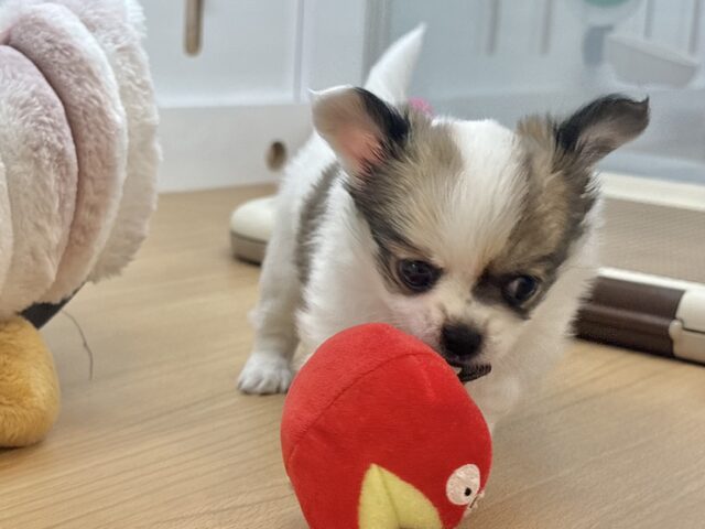 チワワ