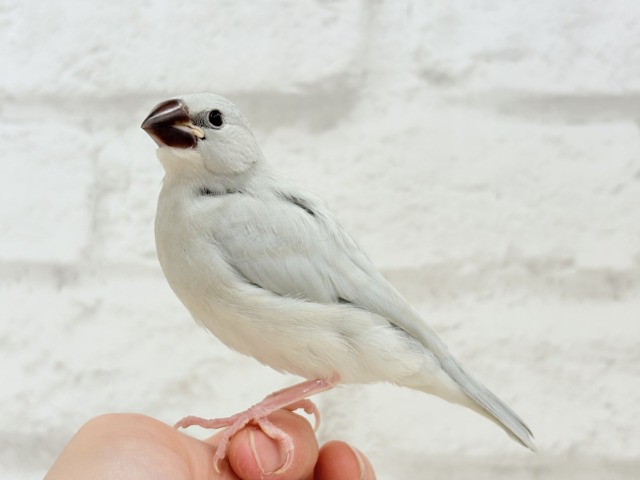 シルバー文鳥