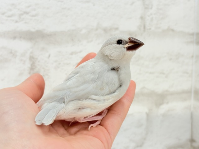 【最新画像更新🪄】食欲に勝るものは無し!!!シルバー文鳥 ヒナ シルバー文鳥