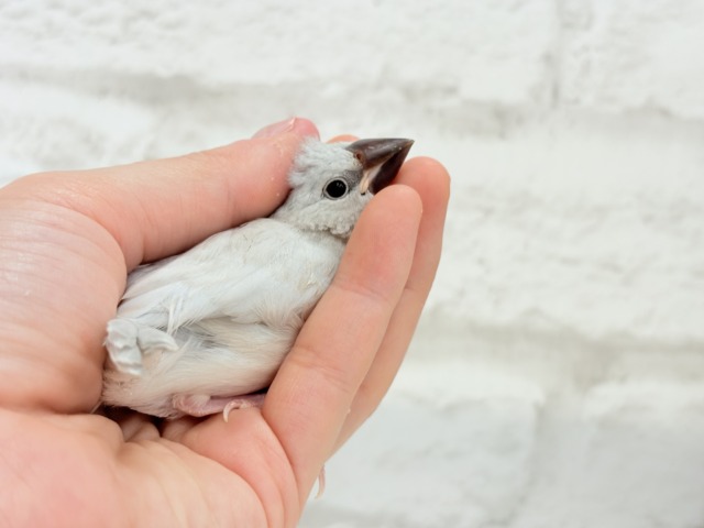 【最新画像更新🪄】食欲に勝るものは無し!!!シルバー文鳥 ヒナ シルバー文鳥