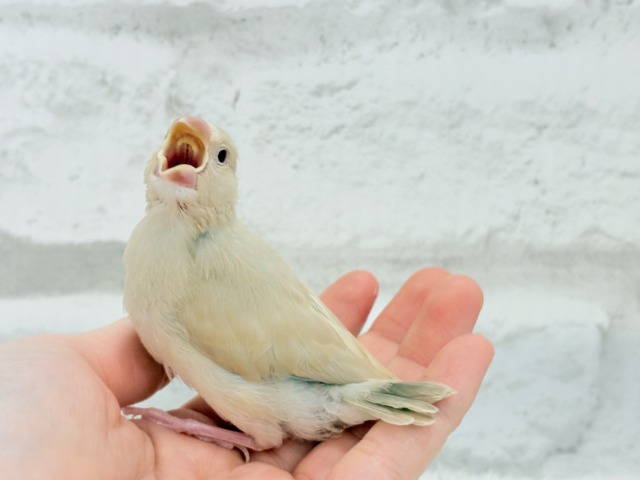 【最新画像更新🪄】ふんわり優しさ溢れる子☕️.*・゚シナモン文鳥 ヒナ シナモン文鳥