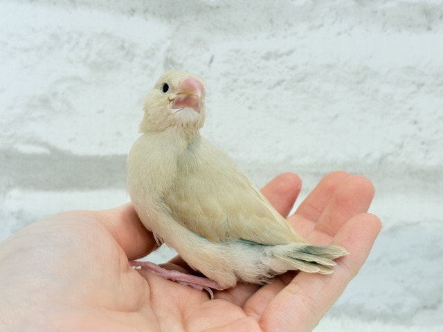 シナモン文鳥