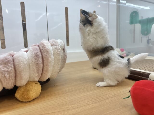 チワワ